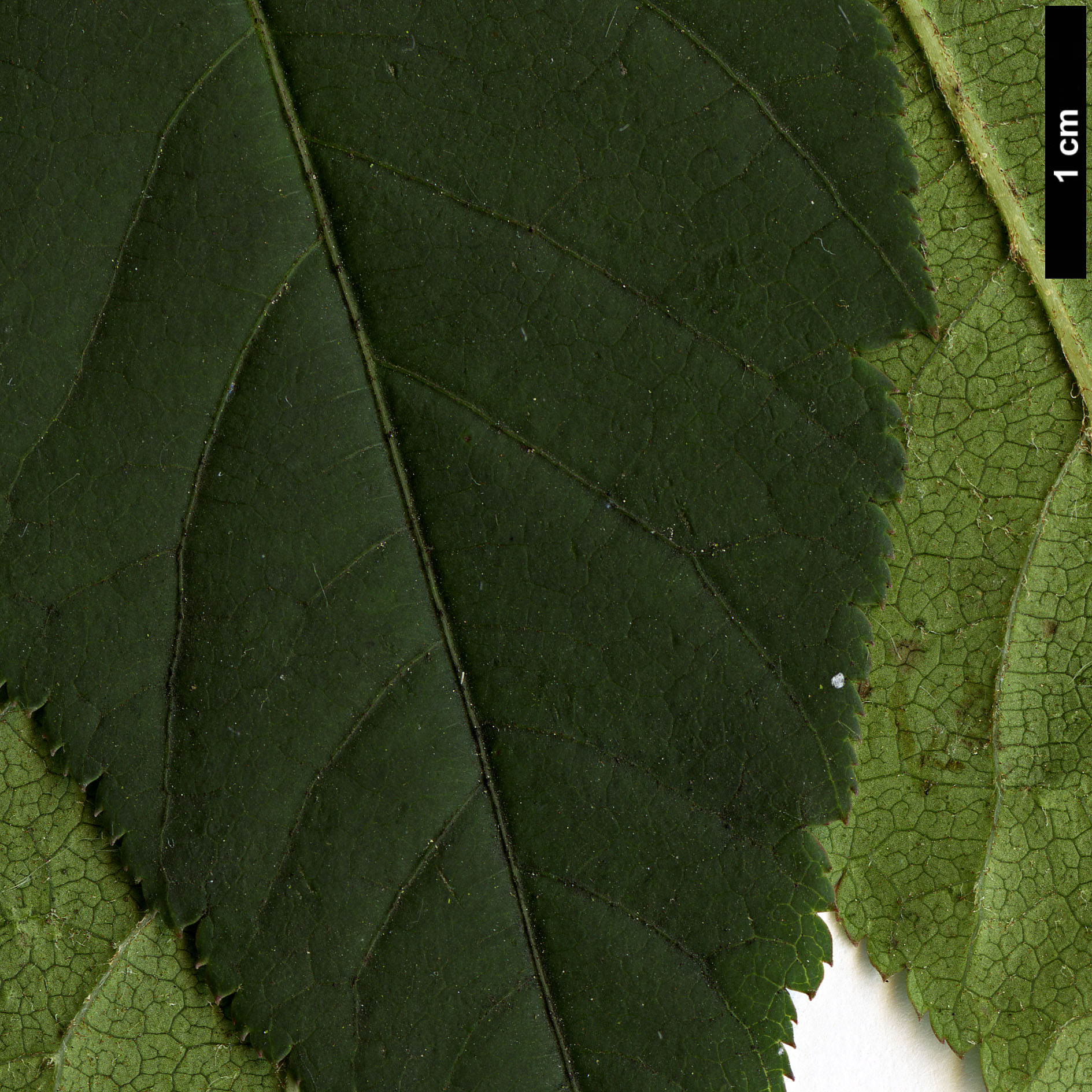 High resolution image: Family: Sapindaceae - Genus: Acer - Taxon: laxiflorum